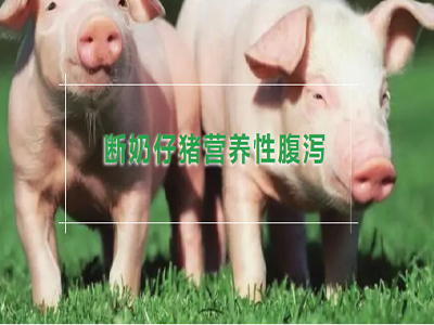 【腹泻专题】断奶仔猪营养型腹泻的原因及防
