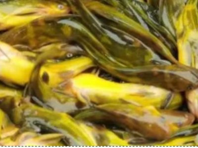 【黄颡鱼专题】春季黄颡鱼病害多发，五大管